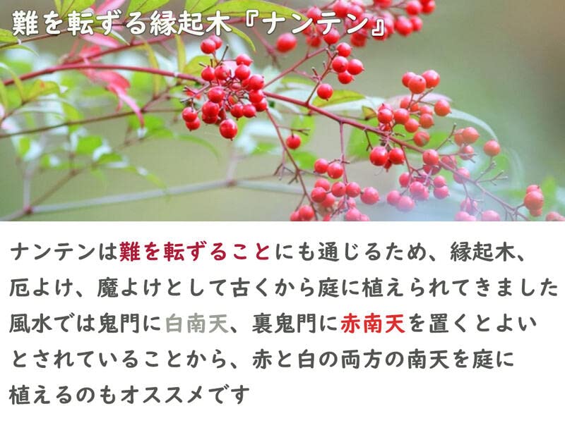 Amazon.co.jp: 南天大きいサイズ赤南天ナンテン 樹高120センチ前後